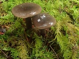 Lactarius pseudomucidus image