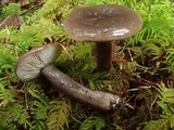 Lactarius pseudomucidus image