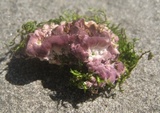 Chondrostereum purpureum image
