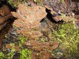 Pseudochaete tabacina image