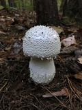 Amanita polypyramis image