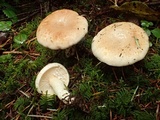 Lactarius pallescens image