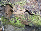 Pseudochaete tabacina image