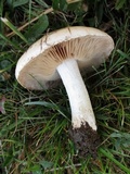 Hebeloma crustuliniforme image