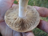 Hebeloma crustuliniforme image