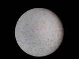 Hebeloma crustuliniforme image