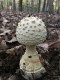 Amanita ravenelii image