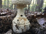 Amanita ravenelii image