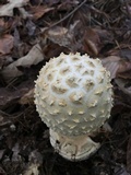 Amanita ravenelii image