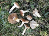 Hebeloma arenosum image