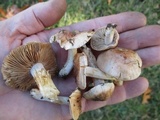 Hebeloma arenosum image