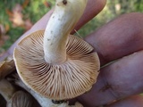 Hebeloma arenosum image