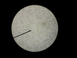 Hebeloma arenosum image