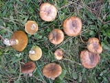 Suillus luteus image