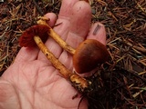 Cortinarius smithii image