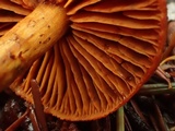 Cortinarius smithii image