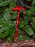 Mycena viscidocruenta image
