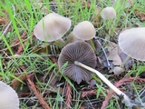 Psathyrella corrugis image