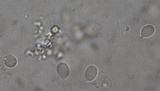 Mycena subcaerulea image