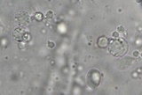 Mycena subcaerulea image