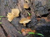 Simocybe centunculus var. centunculus image