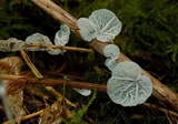 Tetrapyrgos subdendrophora image