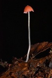 Atheniella adonis image