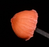 Atheniella adonis image