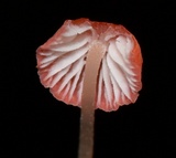 Atheniella adonis image