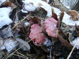 Phlebia incarnata image