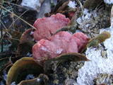Phlebia incarnata image