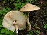 Chlorophyllum rachodes image