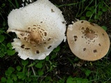 Chlorophyllum rachodes image