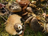 Lactarius turpis image