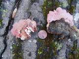Phlebia incarnata image