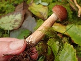 Tricholoma vaccinum image
