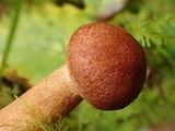Tricholoma vaccinum image