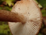 Tricholoma vaccinum image
