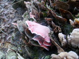 Phlebia incarnata image