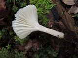 Cuphophyllus virgineus image