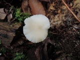 Cuphophyllus virgineus image