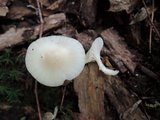 Cuphophyllus virgineus image