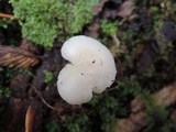 Cuphophyllus virgineus image