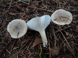 Hygrophorus pustulatus image