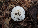 Hygrophorus sordidus image