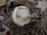 Tricholoma pessundatum image