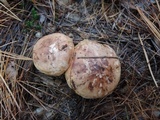 Tricholoma pessundatum image