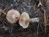 Tricholoma pessundatum image