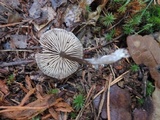 Entoloma sericeum image
