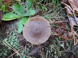 Entoloma sericeum image